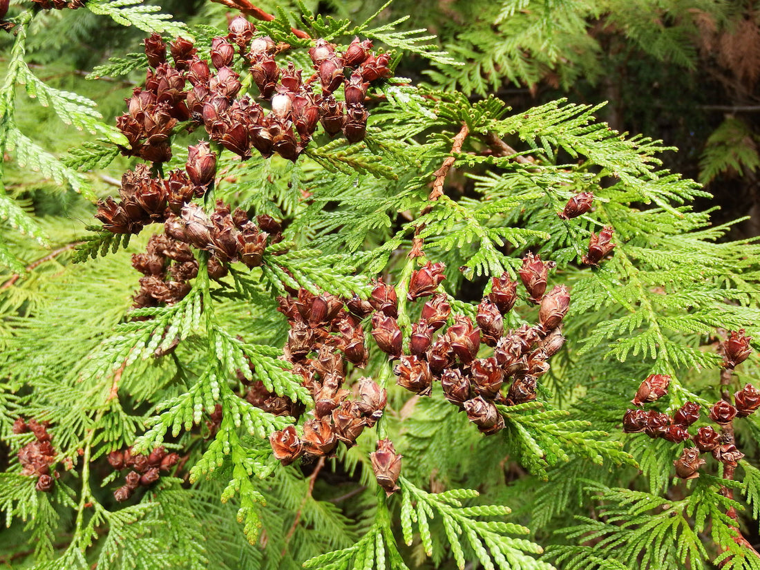 Western Red Cedar (Thuja plicata) - Ladybird Nursery