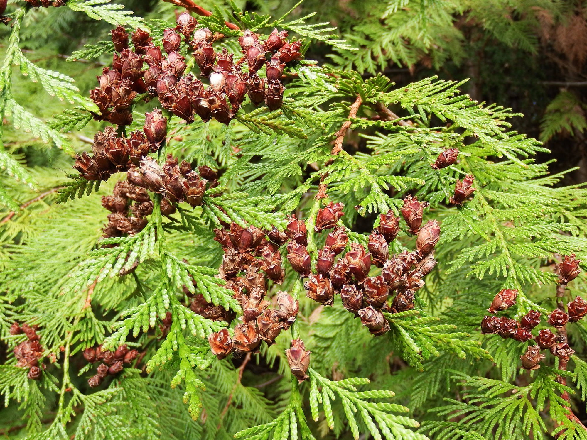Western Red Cedar (Thuja plicata) - Ladybird Nursery