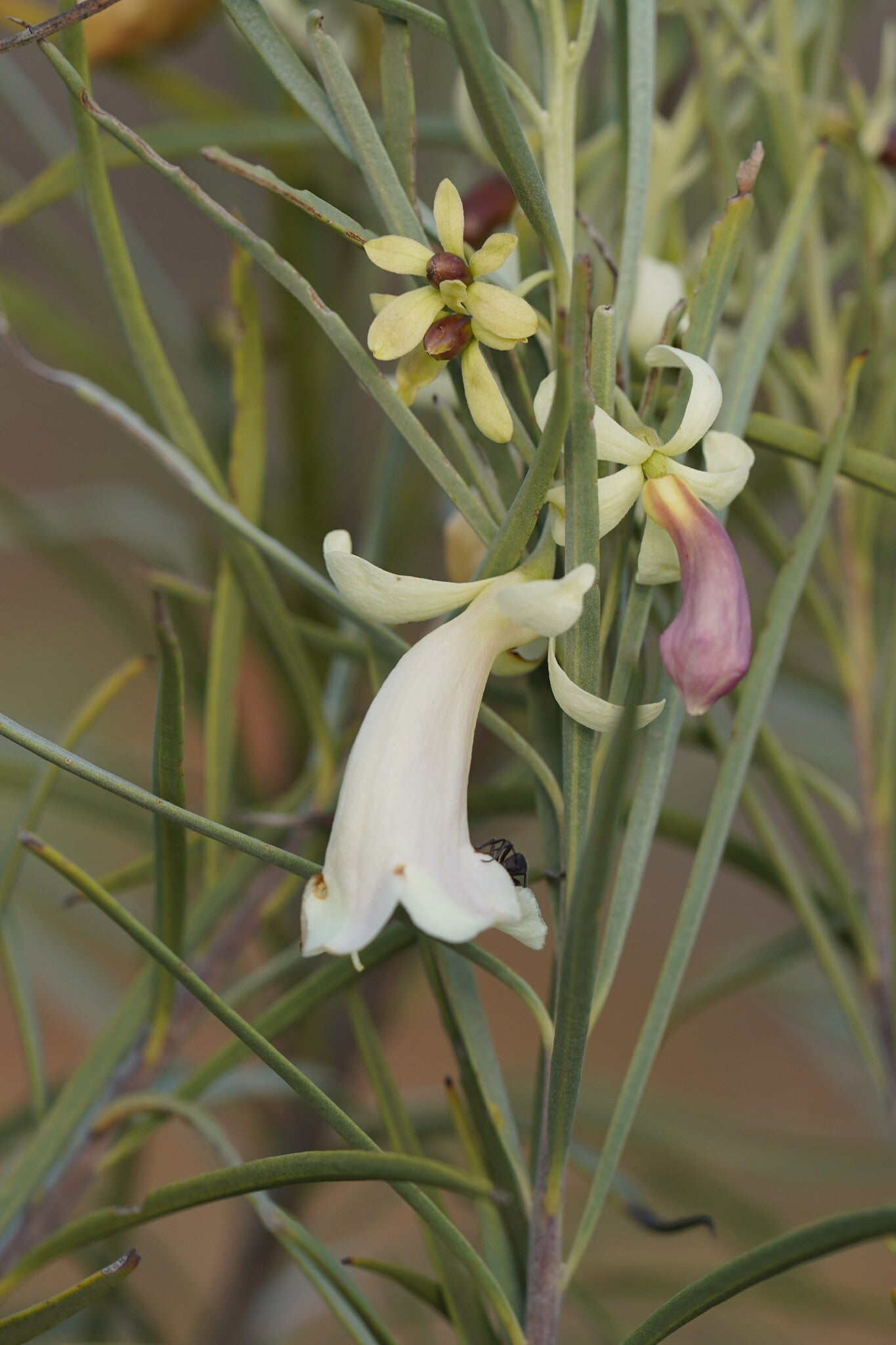 Cream Emu Bush (Eremophila oppositifolia) - Ladybird Nursery