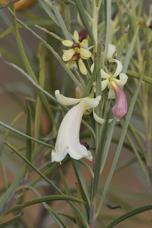 Cream Emu Bush (Eremophila oppositifolia) - Ladybird Nursery