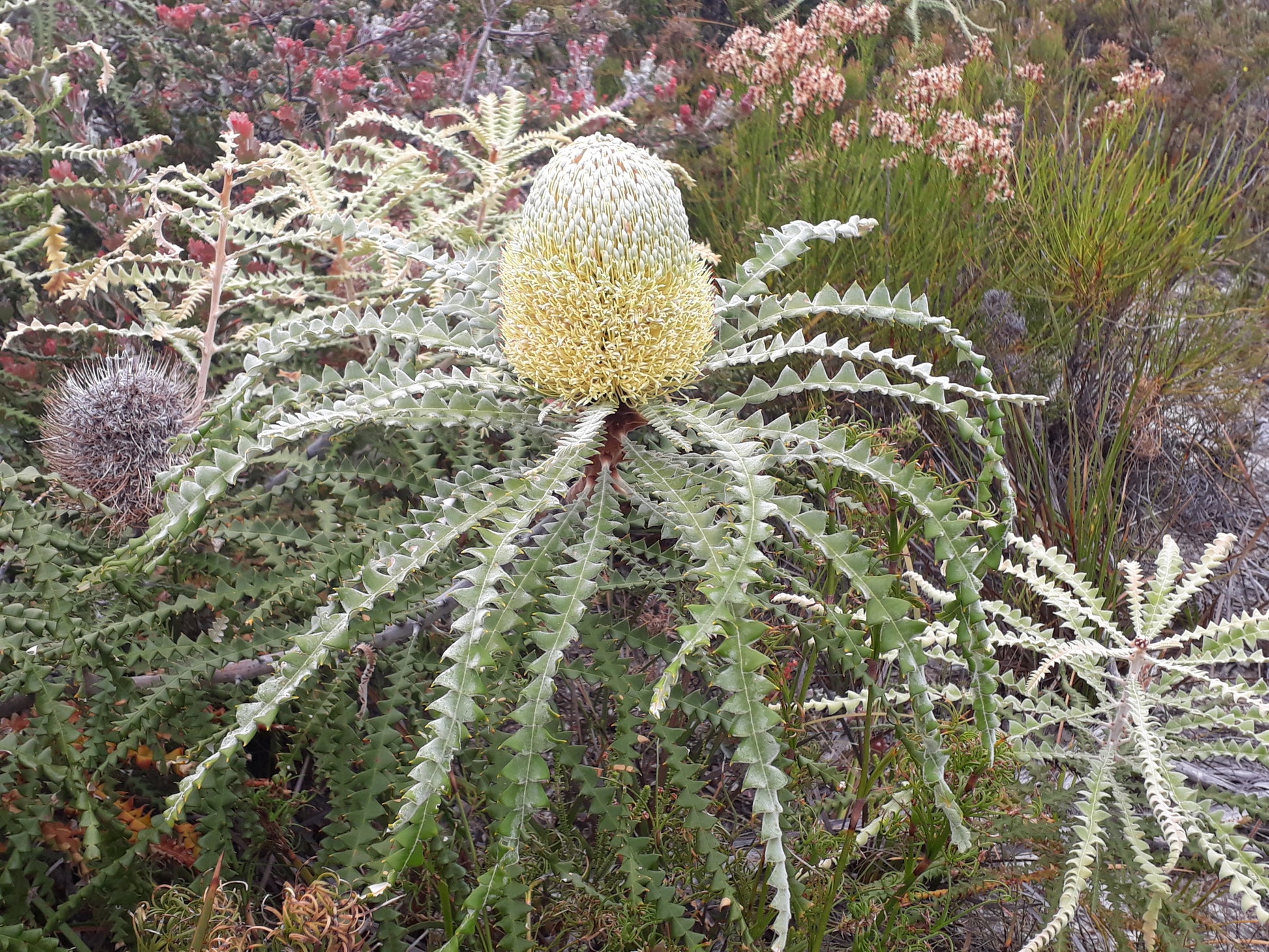 Showy Banksia (Banksia speciosa)