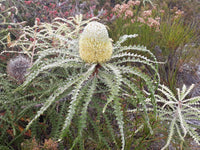 Showy Banksia (Banksia speciosa) - Ladybird Nursery