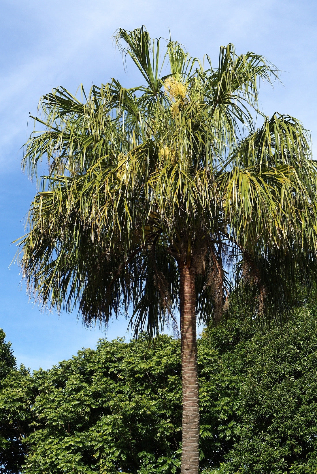 Ribbon Fan Palm (Livistona decora) - Ladybird Nursery