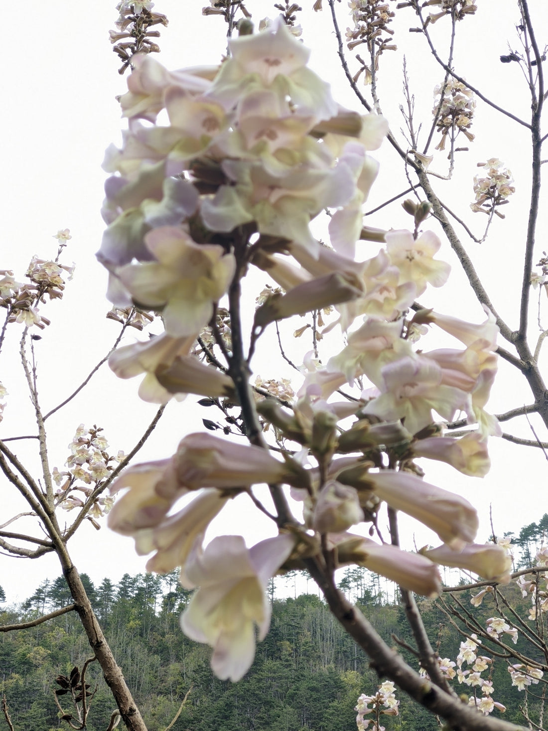 Dragon Tree (Paulownia fortunei) - Ladybird Nursery