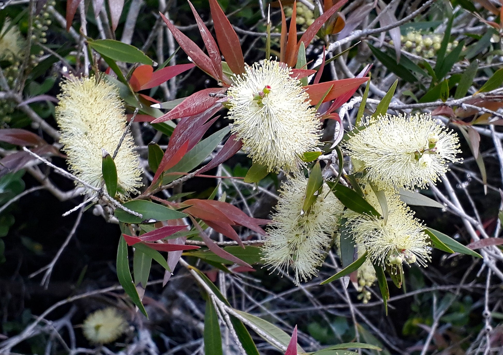 Willow Bottlebrush (Melaleuca salicina)