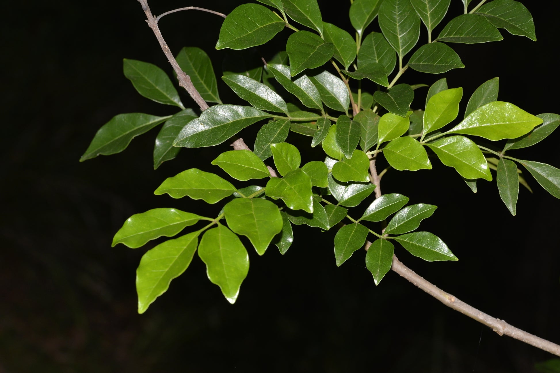 Evergreen Ash (Fraxinus griffithii)