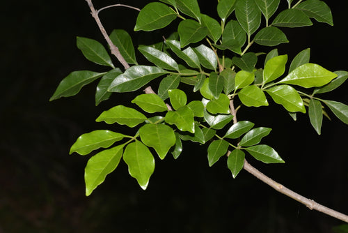 Evergreen Ash (Fraxinus griffithii) - Ladybird Nursery