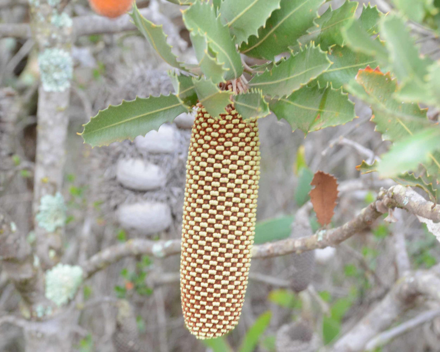 Yellow Lantern Banksia (Banksia lehmanniana)