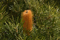 Hill Banksia Collina (Banksia spinulosa)
