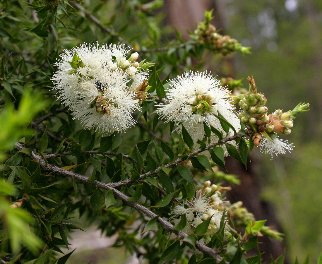 Prickly - leaved Paperbark (Melaleuca styphelioides) - Ladybird Nursery