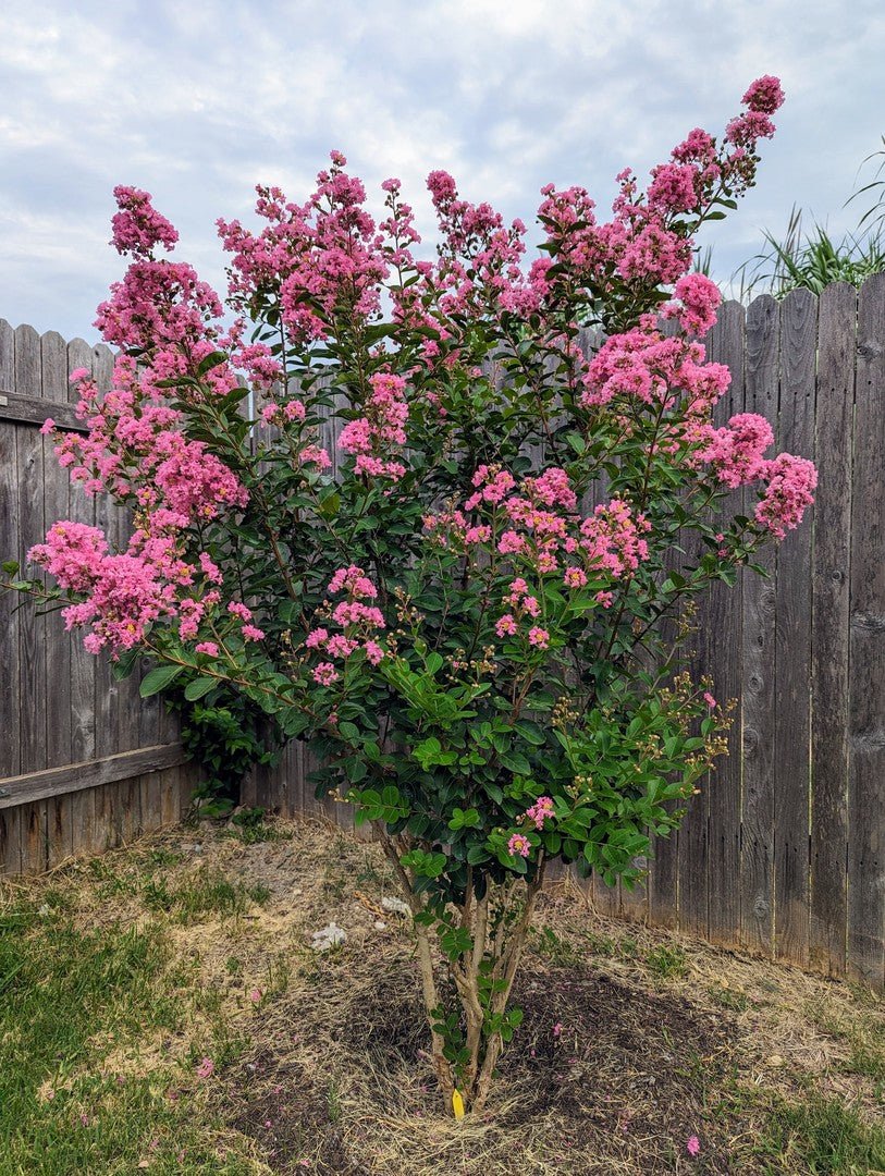 Crepe Myrtle Hopi (Lagerstroemia) - Ladybird Nursery