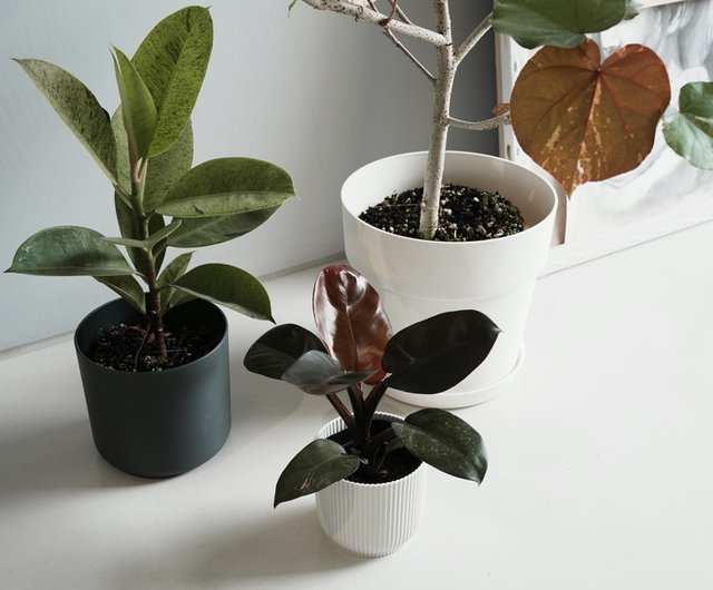 Spotted Rubber Plant (Ficus elastica)