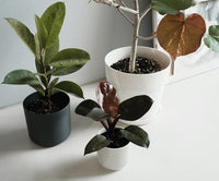 Spotted Rubber Plant (Ficus elastica)