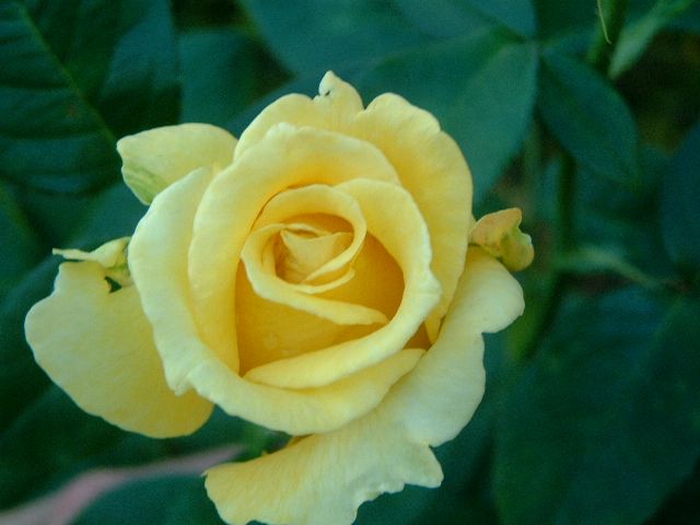 Rose Helmut Schmidt (Rosa)