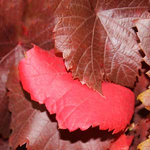 Vitis vinifera Ornamental (Grape -) QLD only