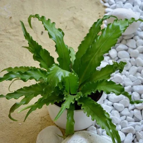 birds nest fern for sale melbourne Victoria Bird's Nest Fern Plant – Buy Now! – Ladybird Nursery
