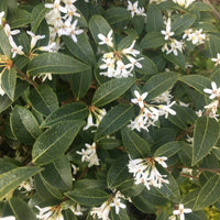 Osmanthus × Burkwoodii - Ladybird Nursery