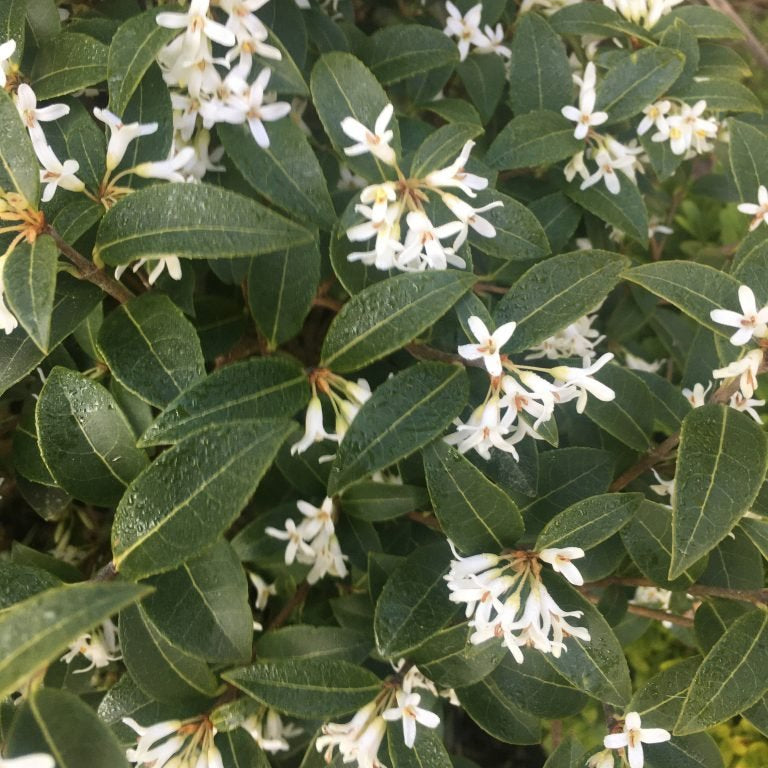 Osmanthus × Burkwoodii - Ladybird Nursery