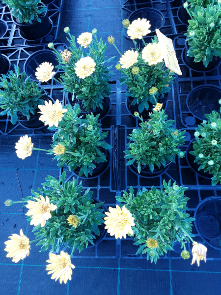 Osteospermum 3D Deep Sun - Ladybird Nursery