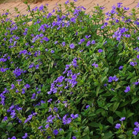 Brazilian Snapdragon Little Boy Blue™ (Otacanthus) - Ladybird Nursery
