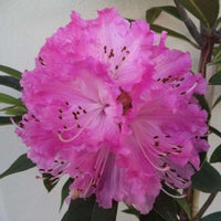 Rhododendron Our Gem