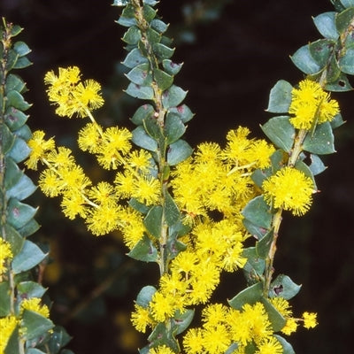 Ovens Wattle (Acacia pravissima)