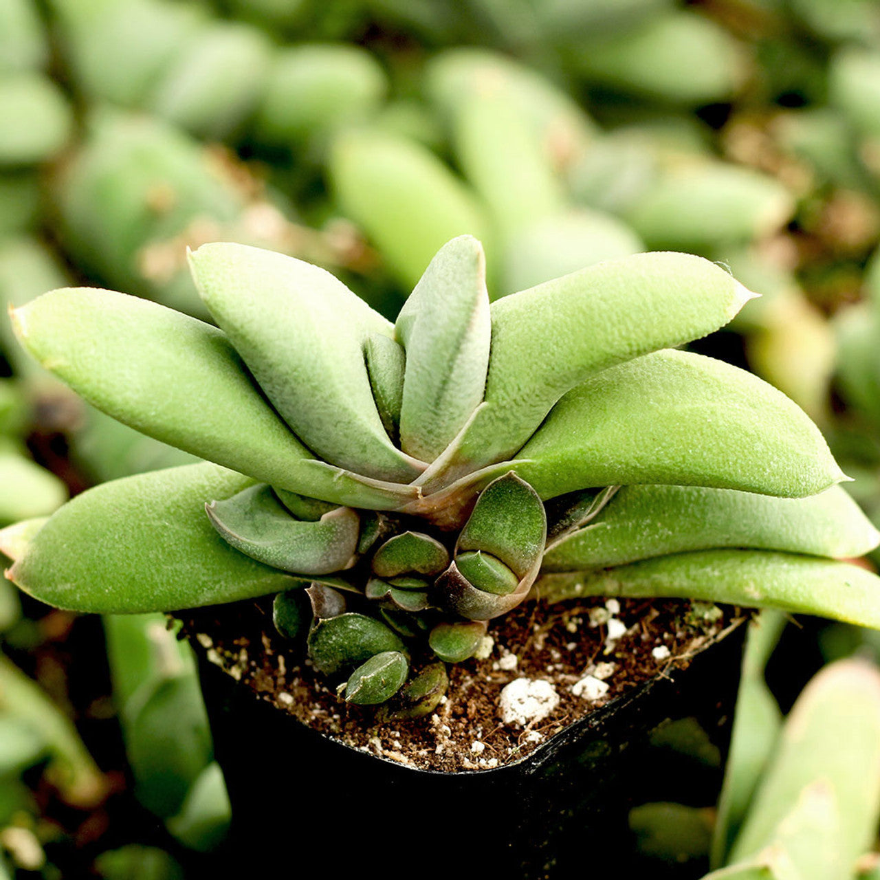 Cow Tongue Cactus (Gasteria variegata)