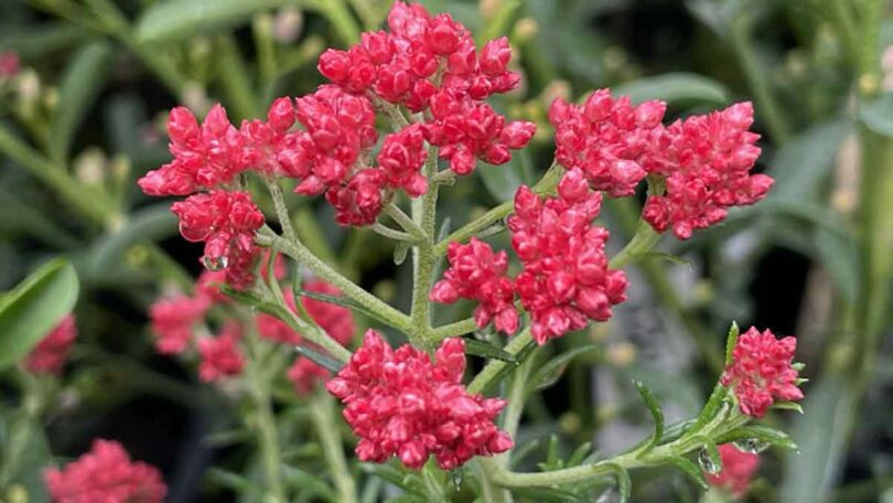 Rice Flower Red Gingham (Ozothamnus)