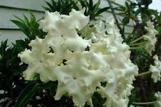 Yesterday, Today, and Tomorrow White Caps (Brunfelsia undulata)