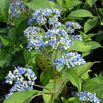 Evergreen Hydrangea (Dichroa Versicolour) - Ladybird Nursery