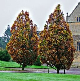Upright English Oak Fastigiata (Quercus robur)