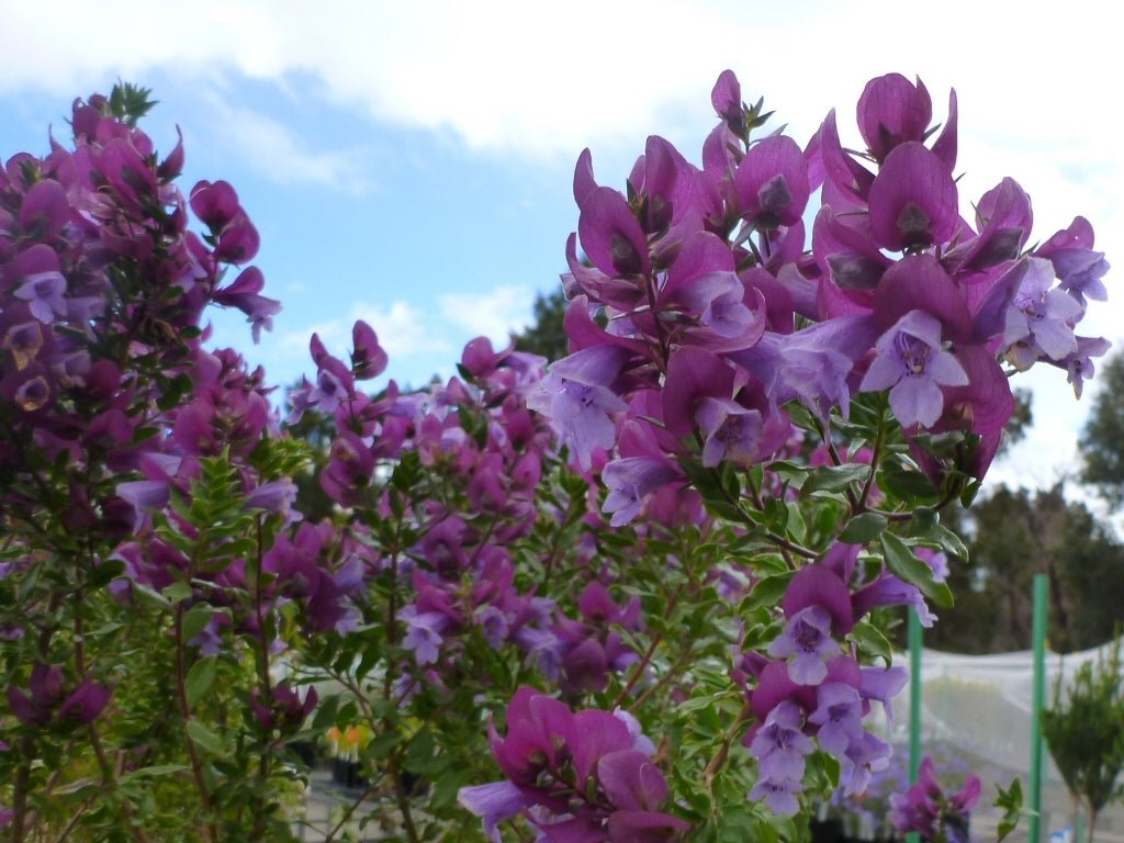 Minty™ Mint Bush (Prostanthera sieberi) - Ladybird Nursery