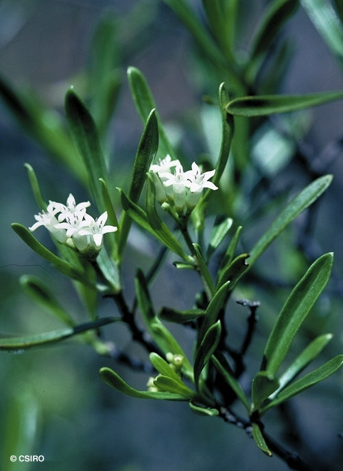 Psychotria daphnoides
