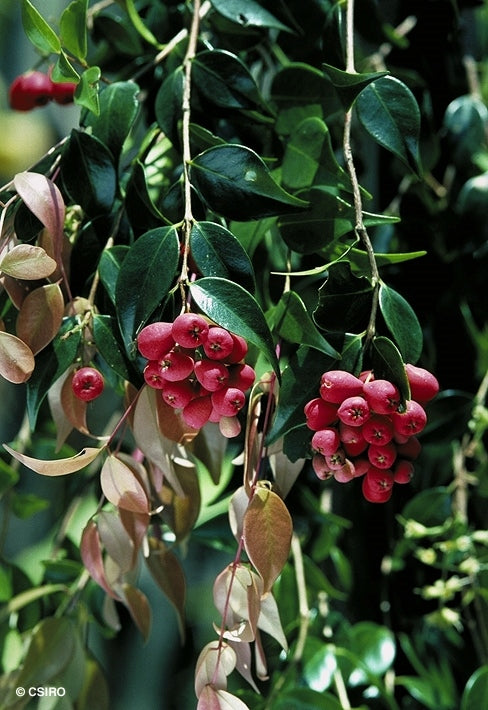 Riberry (Syzygium luehmannii)