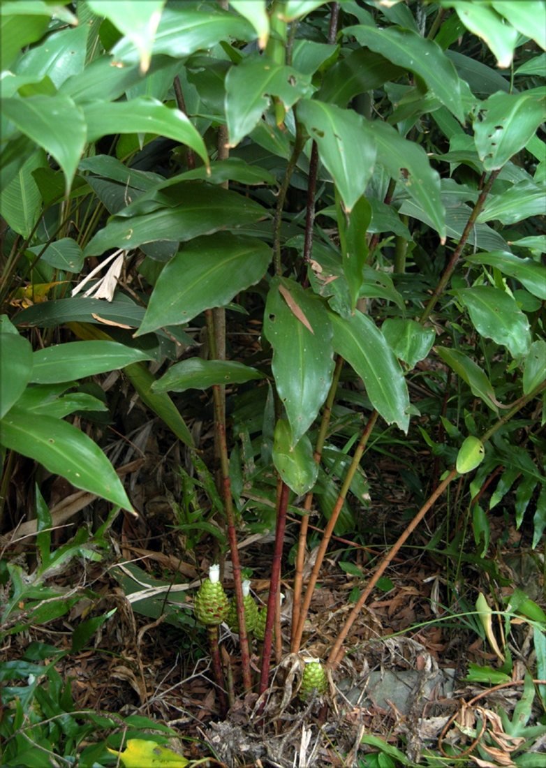 Unknown Costus (Costus dubius) - Ladybird Nursery