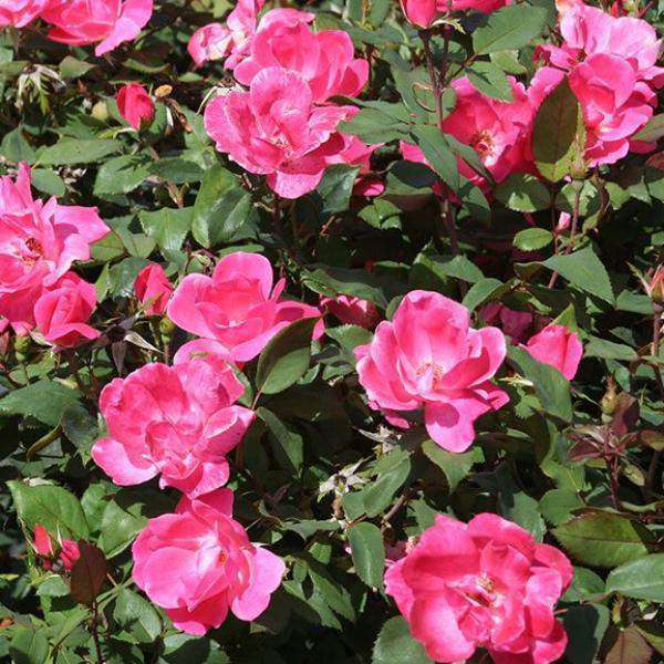 Rose RADCON Red Knockout® (Rosa)