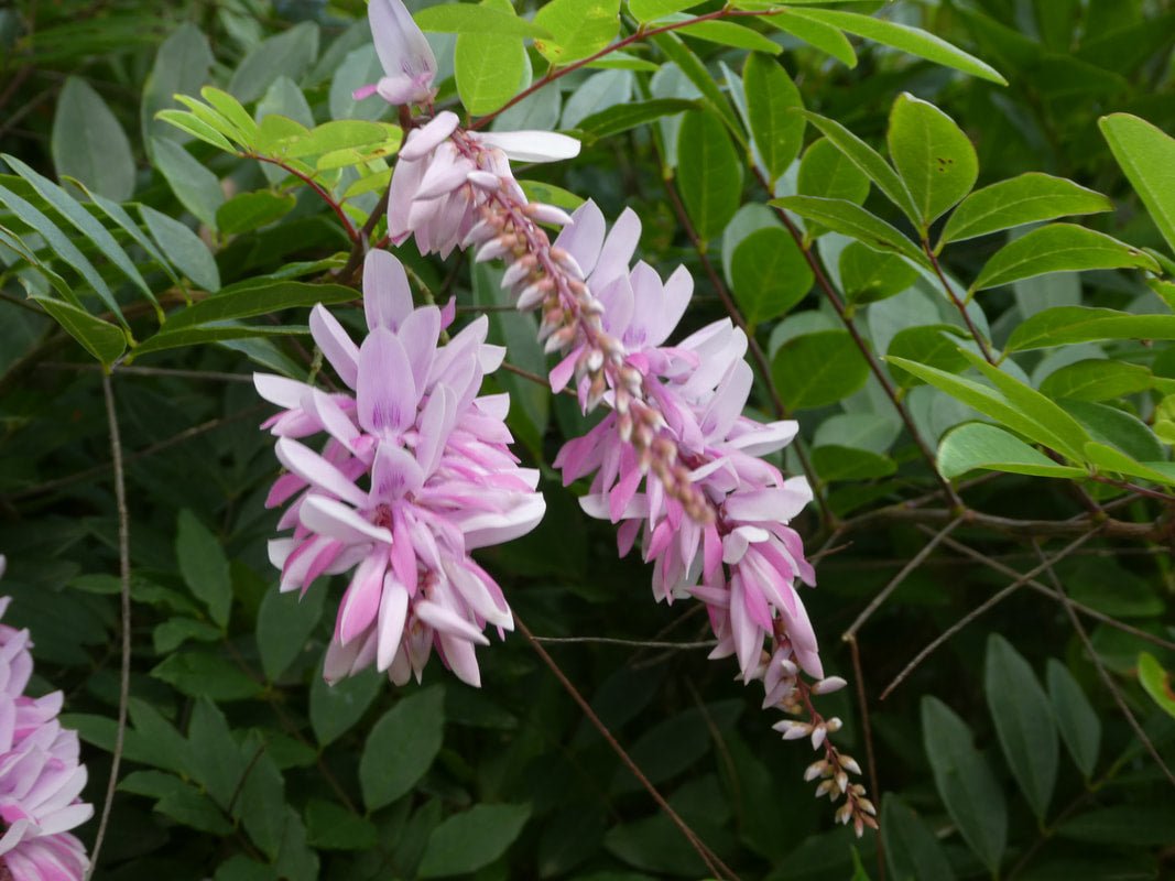 Chinese Indigo (Indigofera decora) - Ladybird Nursery