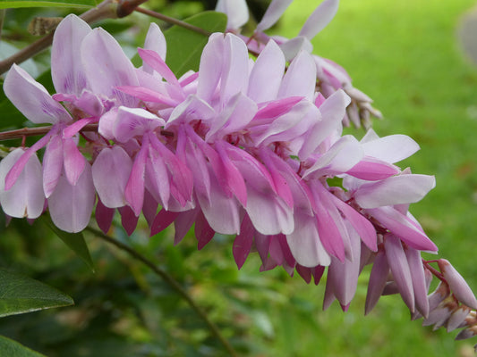 Chinese Indigo (Indigofera decora)