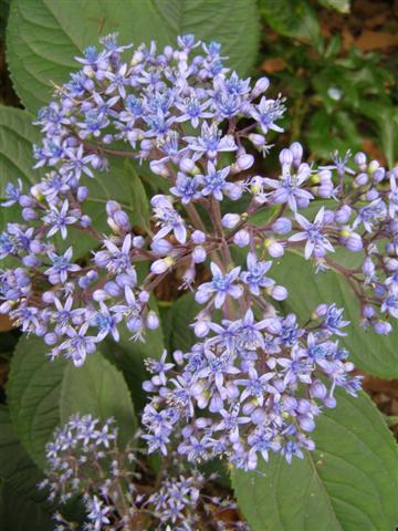 Evergreen Hydrangea (Dichroa versicolor)
