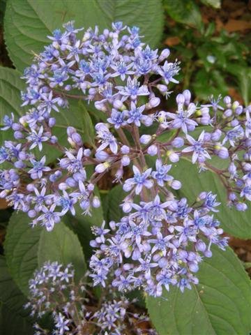 Evergreen Hydrangea (Dichroa Versicolour) - Ladybird Nursery