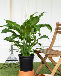 Peace Lily Sweet Pablo (Spathiphyllum) - Ladybird Nursery