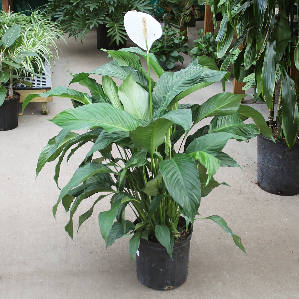 Peace Lily Sweet Pablo (Spathiphyllum) - Ladybird Nursery
