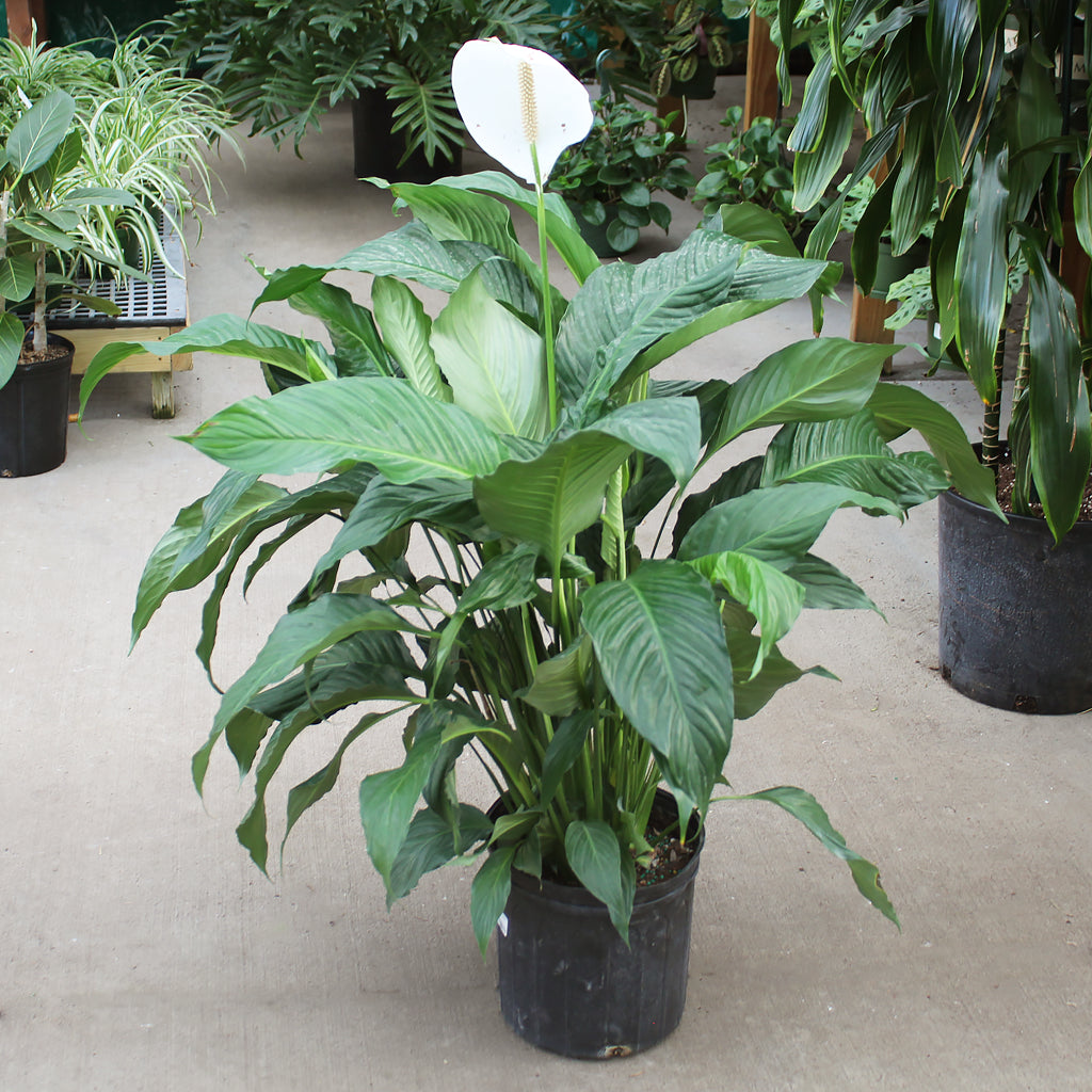 Peace Lily Sweet Pablo (Spathiphyllum)