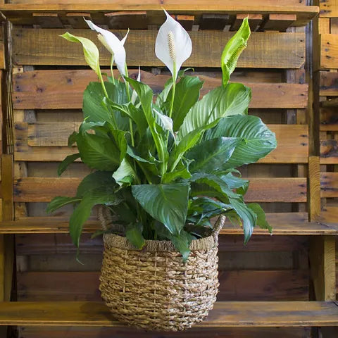 Peace Lily Sweet Pablo (Spathiphyllum)