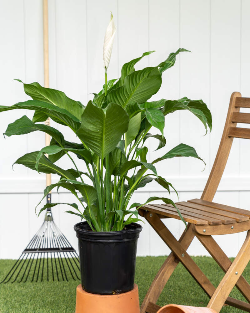 Peace Lily Sweet Pablo (Spathiphyllum)