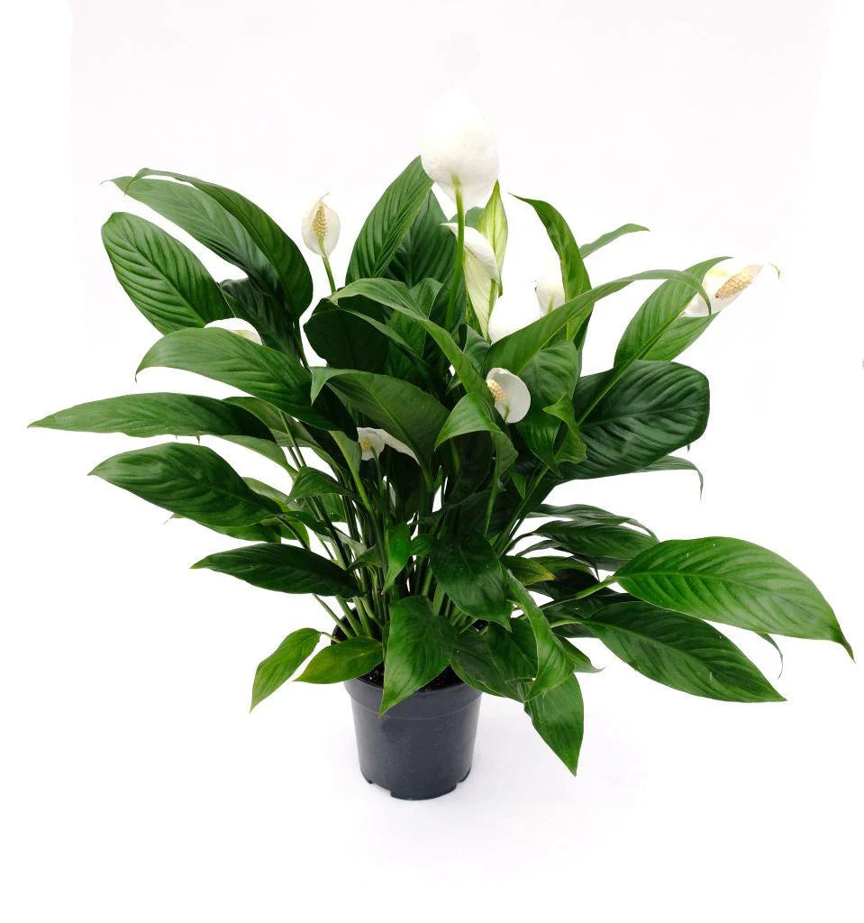 Peace Lily Sweet Pablo (Spathiphyllum)