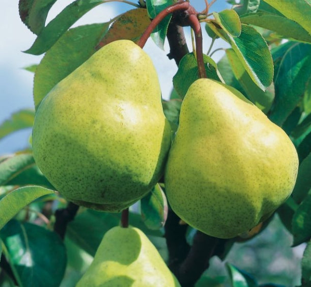 2-Way Pear 'Packhams + Williams'