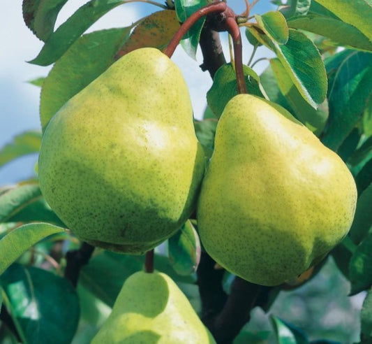 2-Way Pear 'Packhams + Williams'