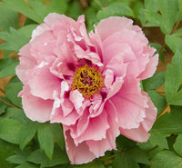 Itoh Peony First Arrival (Paeonia) - Ladybird Nursery