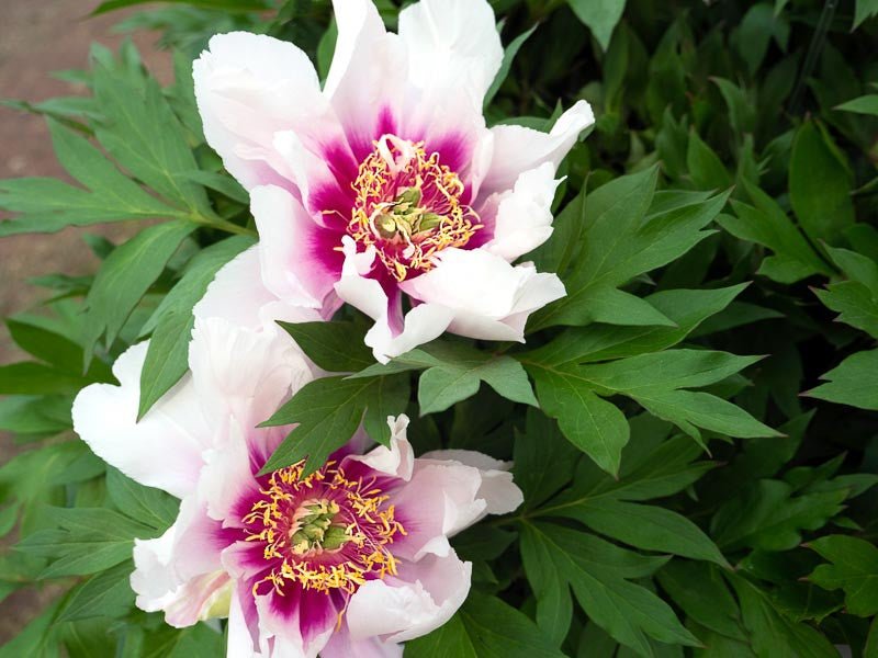 Itoh Peony Cora Louise (Paeonia) - Ladybird Nursery